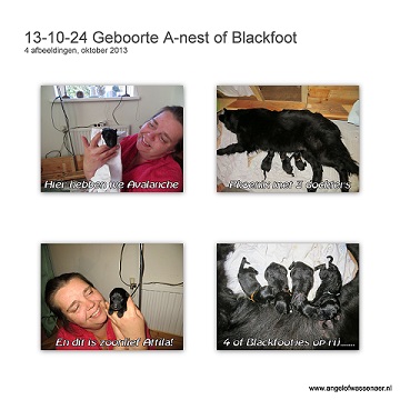 Geboorte van 't A-nest of Blackfoot, de pups van Phoenix en Kansas